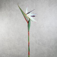 Load image into Gallery viewer, Strelitzia White 84cm
