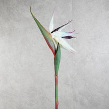 Load image into Gallery viewer, Strelitzia White 84cm

