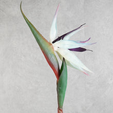 Load image into Gallery viewer, Strelitzia White 84cm
