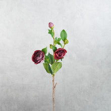 Load image into Gallery viewer, Gardenia Burgundy 54cm
