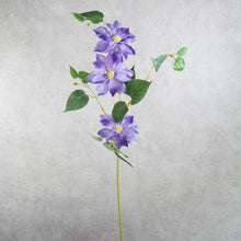 Load image into Gallery viewer, Clematis 3 Heads Purple 80cm
