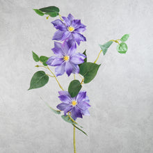 Load image into Gallery viewer, Clematis 3 Heads Purple 80cm
