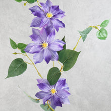 Load image into Gallery viewer, Clematis 3 Heads Purple 80cm
