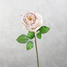 Load image into Gallery viewer, Jll Rose Light Mauve 50cm
