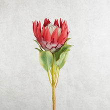 Load image into Gallery viewer, King Protea Red 73cm
