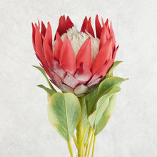 Load image into Gallery viewer, King Protea Red 73cm
