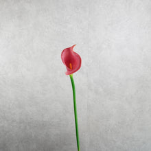 Load image into Gallery viewer, Calla Lily Burgundy 60cm

