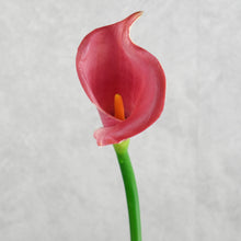 Load image into Gallery viewer, Calla Lily Burgundy 60cm
