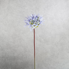 Load image into Gallery viewer, Agapanthus Blue 64cm
