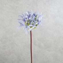 Load image into Gallery viewer, Agapanthus Blue 64cm

