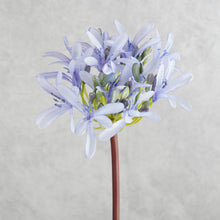 Load image into Gallery viewer, Agapanthus Blue 64cm
