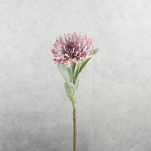 Load image into Gallery viewer, Leucospermum Red 53cm
