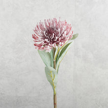 Load image into Gallery viewer, Leucospermum Red 53cm
