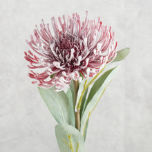 Load image into Gallery viewer, Leucospermum Red 53cm
