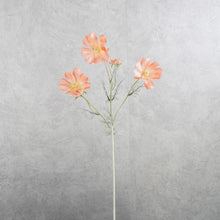 Load image into Gallery viewer, Cosmos Coral 60cm
