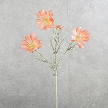 Load image into Gallery viewer, Cosmos Coral 60cm
