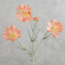 Load image into Gallery viewer, Cosmos Coral 60cm
