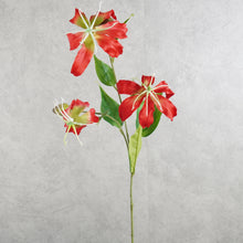 Load image into Gallery viewer, Gloriosa Red 81cm
