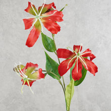 Load image into Gallery viewer, Gloriosa Red 81cm
