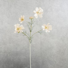 Load image into Gallery viewer, Cosmos Champagne 60cm
