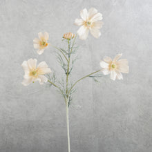 Load image into Gallery viewer, Cosmos Champagne 60cm
