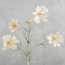 Load image into Gallery viewer, Cosmos Champagne 60cm
