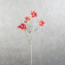 Load image into Gallery viewer, Cosmos Coral Red 60cm
