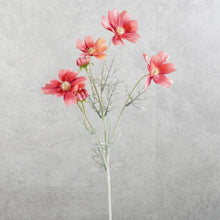 Load image into Gallery viewer, Cosmos Coral Red 60cm
