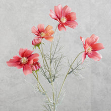 Load image into Gallery viewer, Cosmos Coral Red 60cm
