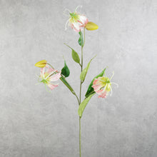 Load image into Gallery viewer, Gloriosa Pink 81cm
