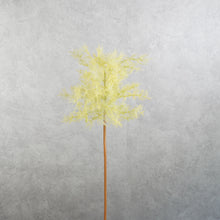 Load image into Gallery viewer, Smoke Tree Yellow 70cm
