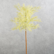 Load image into Gallery viewer, Smoke Tree Yellow 70cm
