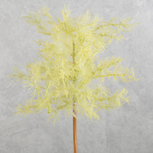 Load image into Gallery viewer, Smoke Tree Yellow 70cm
