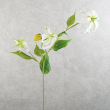 Load image into Gallery viewer, Gloriosa White 81cm
