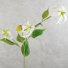 Load image into Gallery viewer, Gloriosa White 81cm
