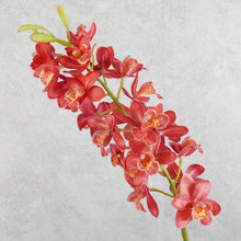 Load image into Gallery viewer, Orchid Red 78cm
