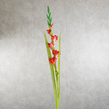 Load image into Gallery viewer, Gladiolus Red 115cm
