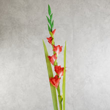 Load image into Gallery viewer, Gladiolus Red 115cm
