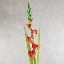 Load image into Gallery viewer, Gladiolus Red 115cm
