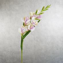 Load image into Gallery viewer, Gladiolus Vari Purple 101cm
