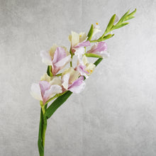 Load image into Gallery viewer, Gladiolus Vari Purple 101cm
