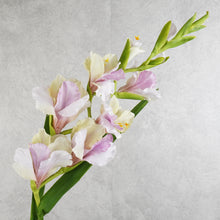 Load image into Gallery viewer, Gladiolus Vari Purple 101cm
