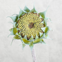 Load image into Gallery viewer, Sunflower Green 60cm
