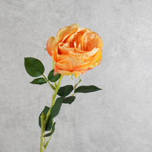 Load image into Gallery viewer, Rose Austin Orange 72cm
