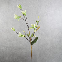 Load image into Gallery viewer, Magnolia Green 71cm
