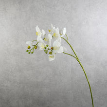 Load image into Gallery viewer, Orchid Butterfly White 80cm

