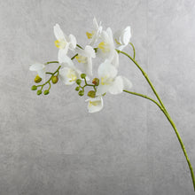 Load image into Gallery viewer, Orchid Butterfly White 80cm
