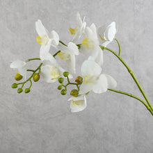 Load image into Gallery viewer, Orchid Butterfly White 80cm
