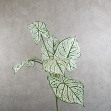 Load image into Gallery viewer, Alocasia Green 60cm
