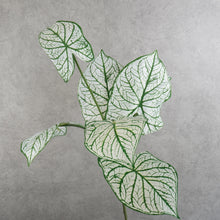 Load image into Gallery viewer, Alocasia Green 60cm

